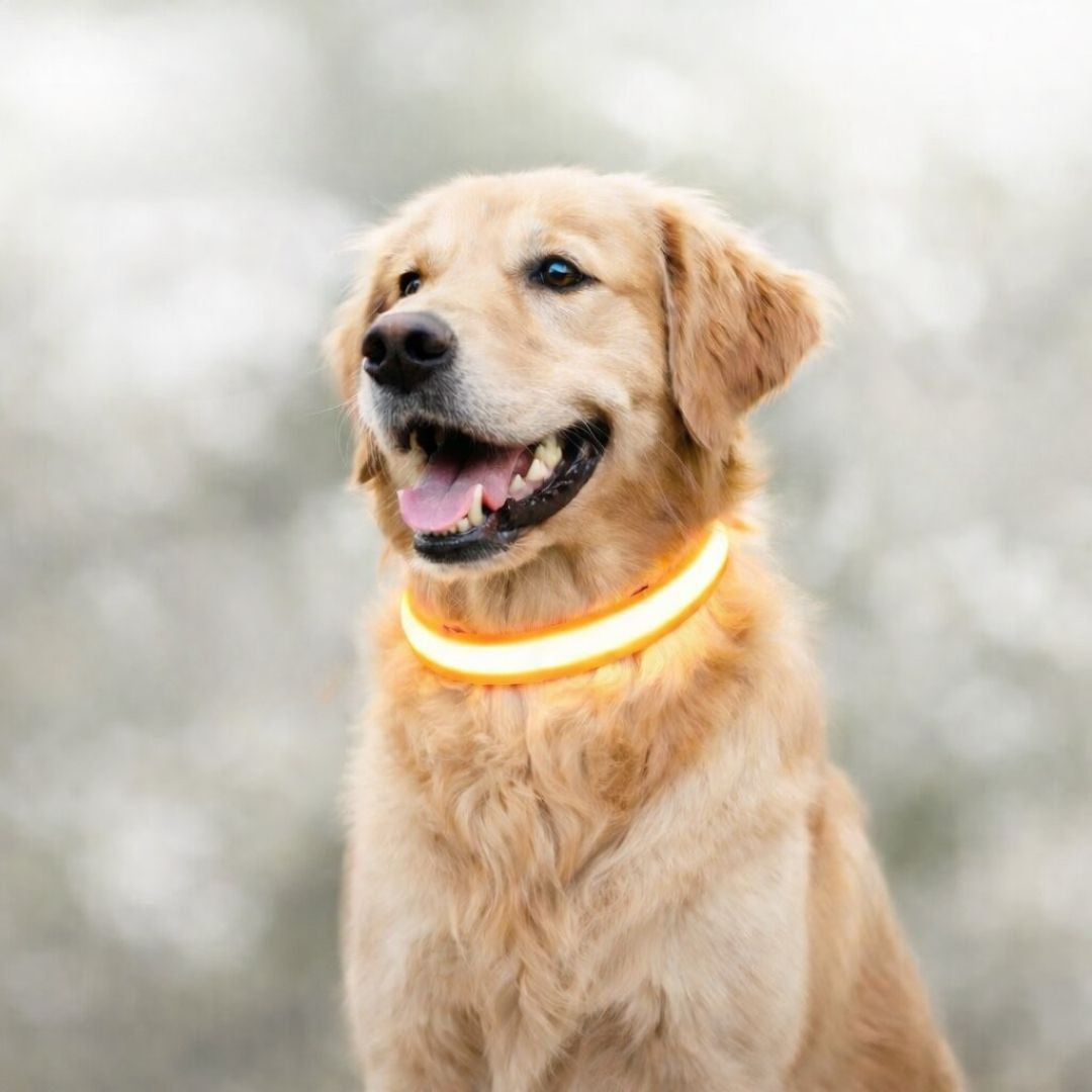 Glow-Halsband für Hunde | LED-Hundehalsband | GlowHund